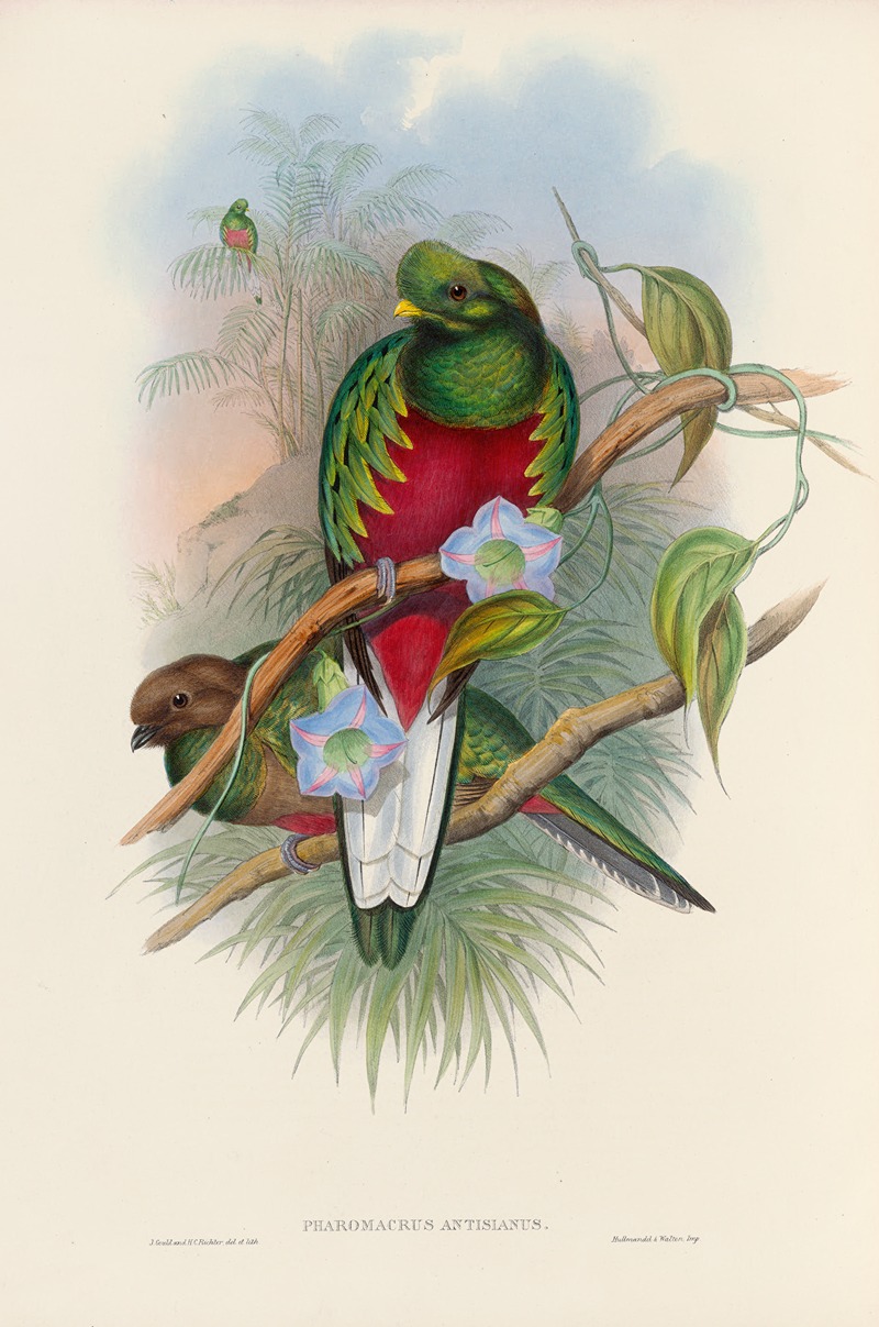 John Gould - A monograph of the Trogonidae or family of trogons Pl.01