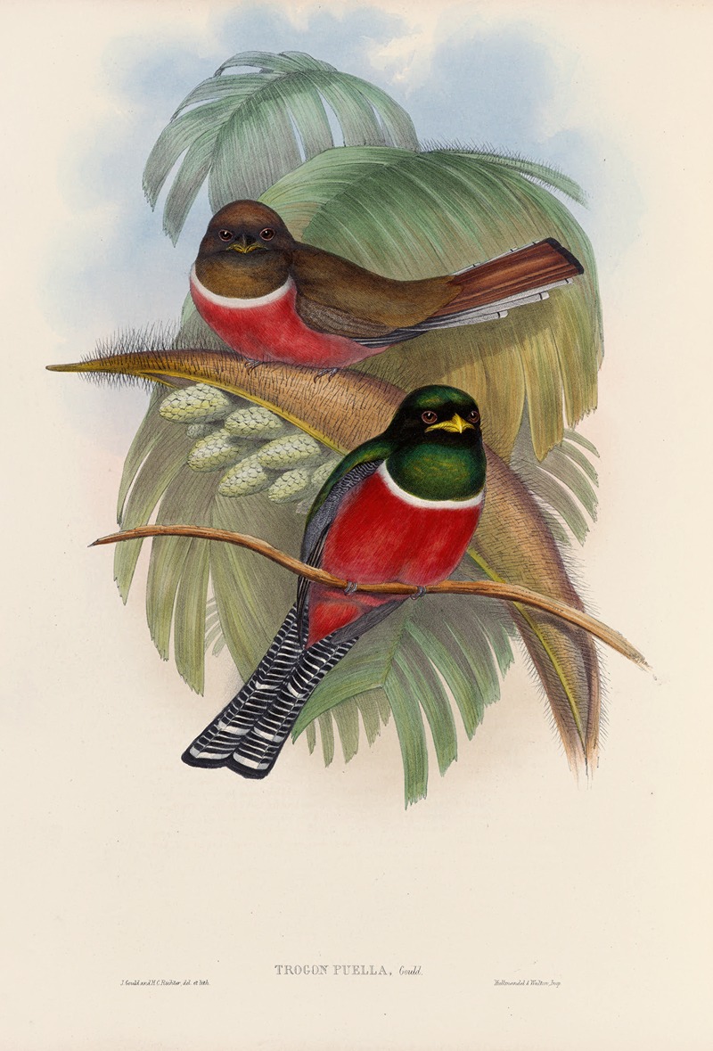 John Gould - A monograph of the Trogonidae or family of trogons Pl.05