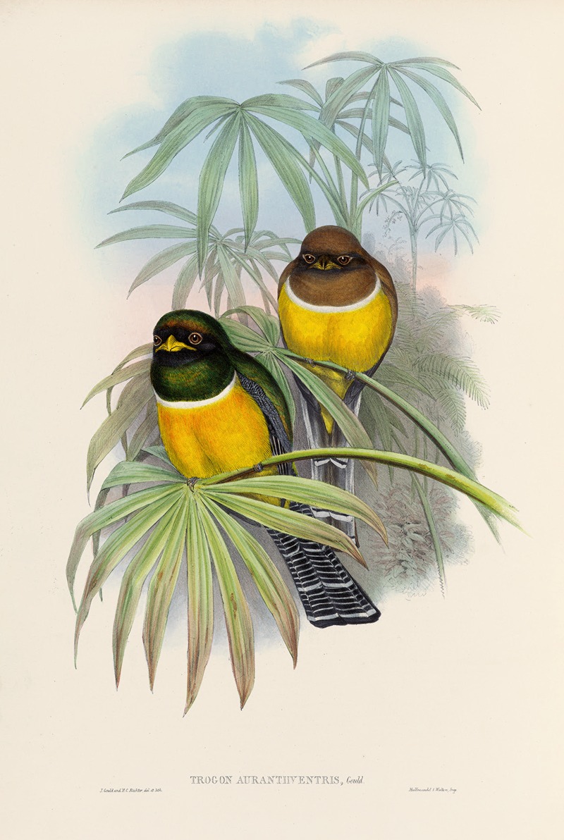 John Gould - A monograph of the Trogonidae or family of trogons Pl.06