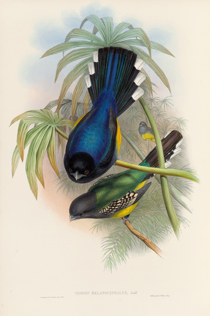 John Gould - A monograph of the Trogonidae or family of trogons Pl.07