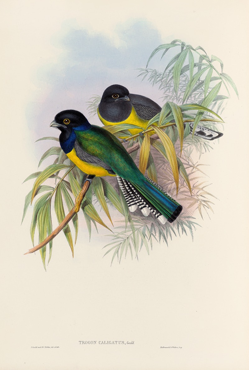 John Gould - A monograph of the Trogonidae or family of trogons Pl.09