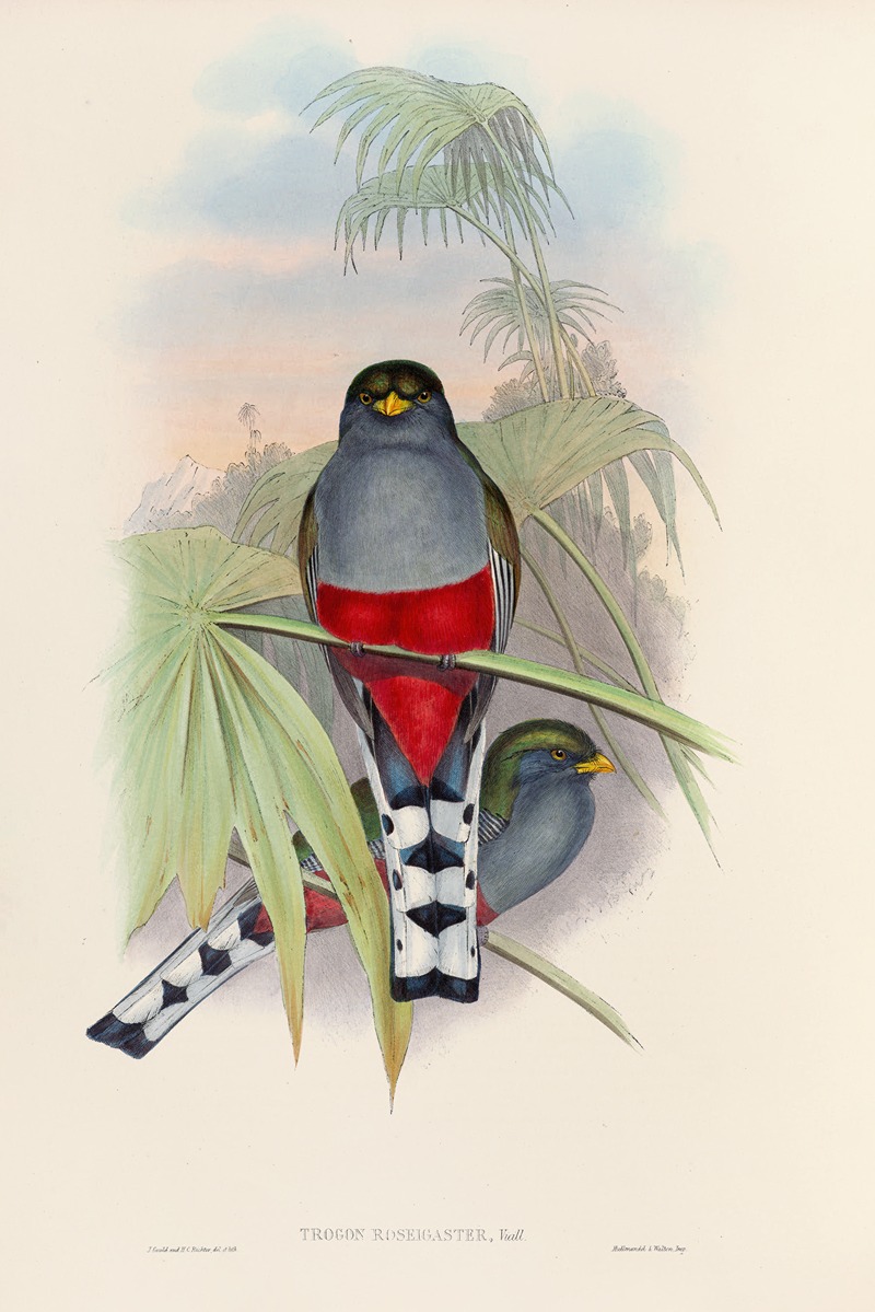 John Gould - A monograph of the Trogonidae or family of trogons Pl.10