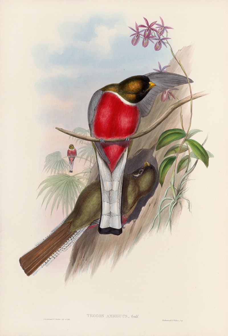 John Gould - A monograph of the Trogonidae or family of trogons Pl.11