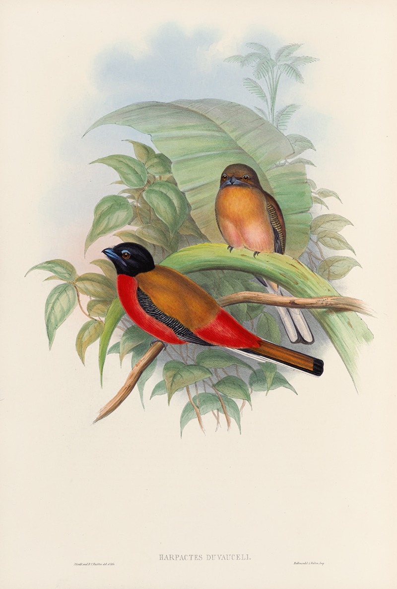 John Gould - A monograph of the Trogonidae or family of trogons Pl.12