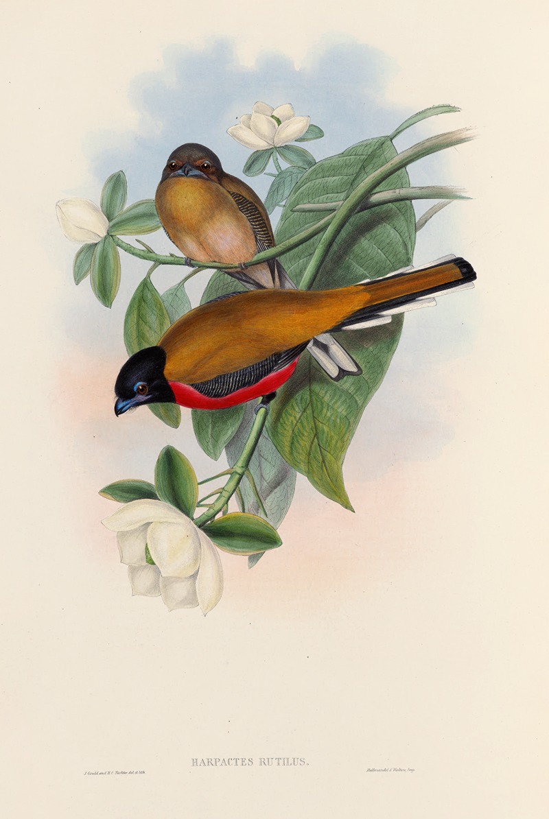 John Gould - A monograph of the Trogonidae or family of trogons Pl.13