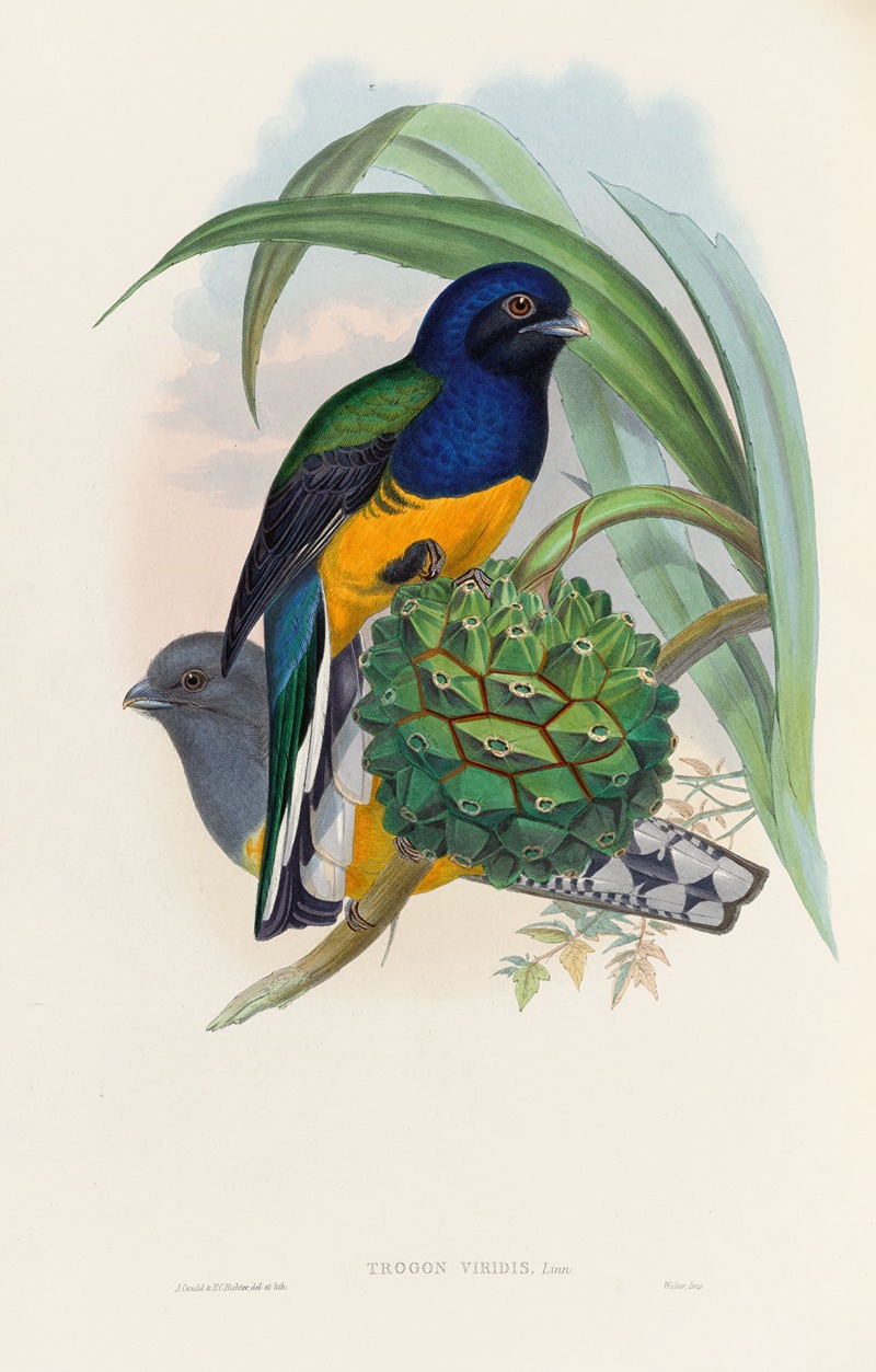 John Gould - A monograph of the Trogonidae or family of trogons Pl.19