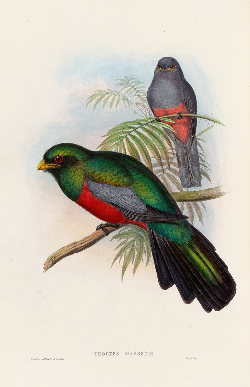 John Gould - A monograph of the Trogonidae or family of trogons Pl.20