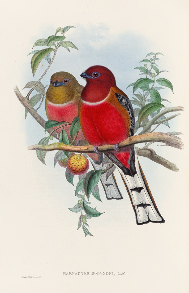 John Gould - A monograph of the Trogonidae or family of trogons Pl.21