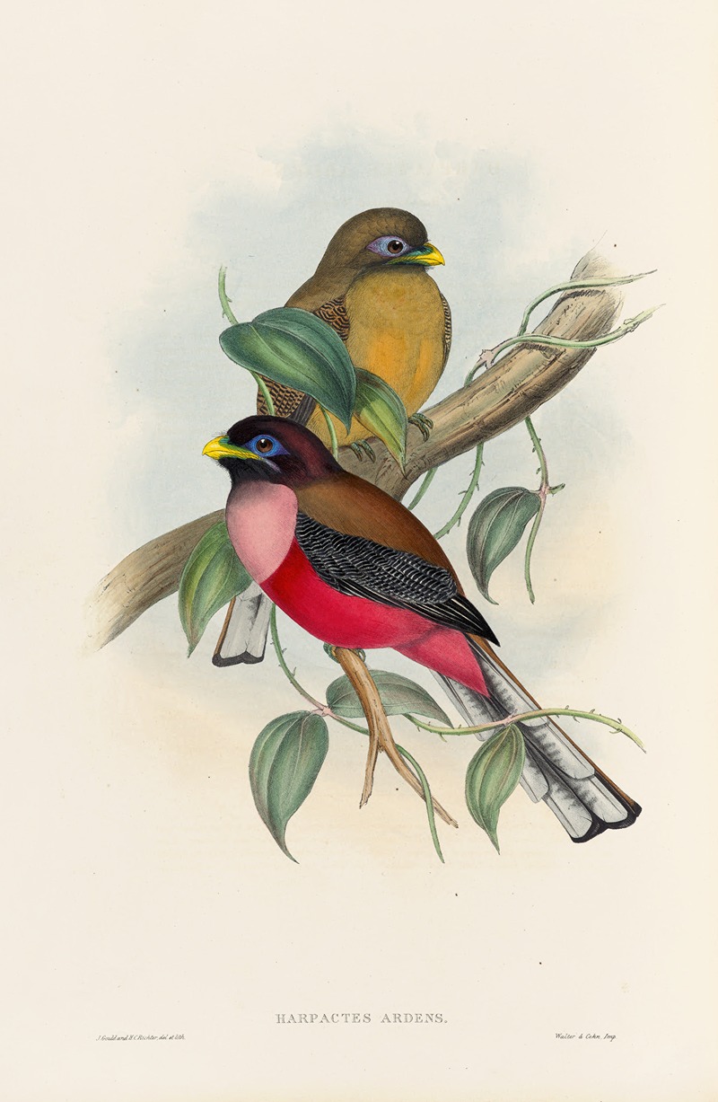 John Gould - A monograph of the Trogonidae or family of trogons Pl.22