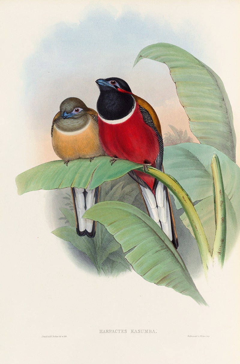 John Gould - A monograph of the Trogonidae or family of trogons Pl.23