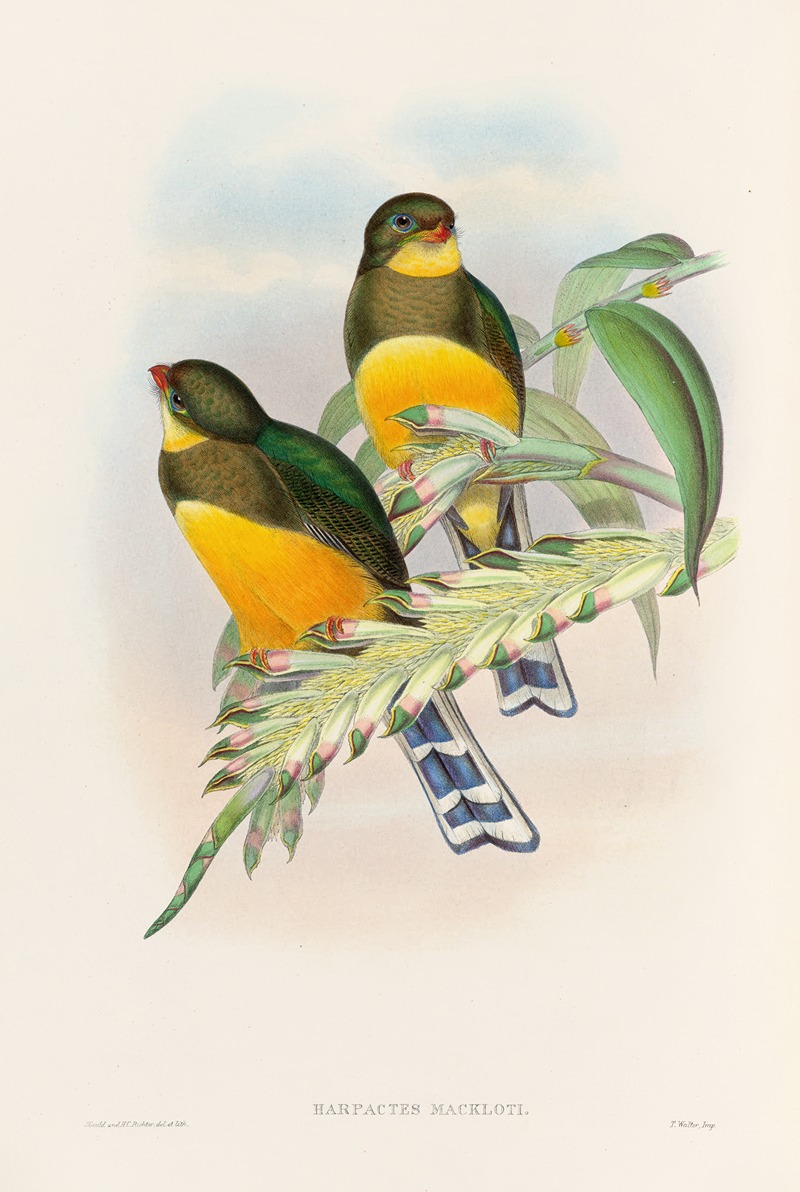 John Gould - A monograph of the Trogonidae or family of trogons Pl.25