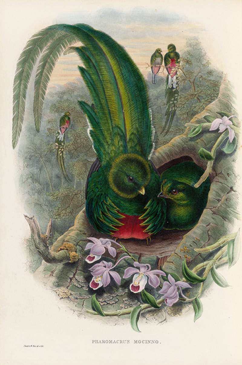 John Gould - A monograph of the Trogonidae or family of trogons Pl.27