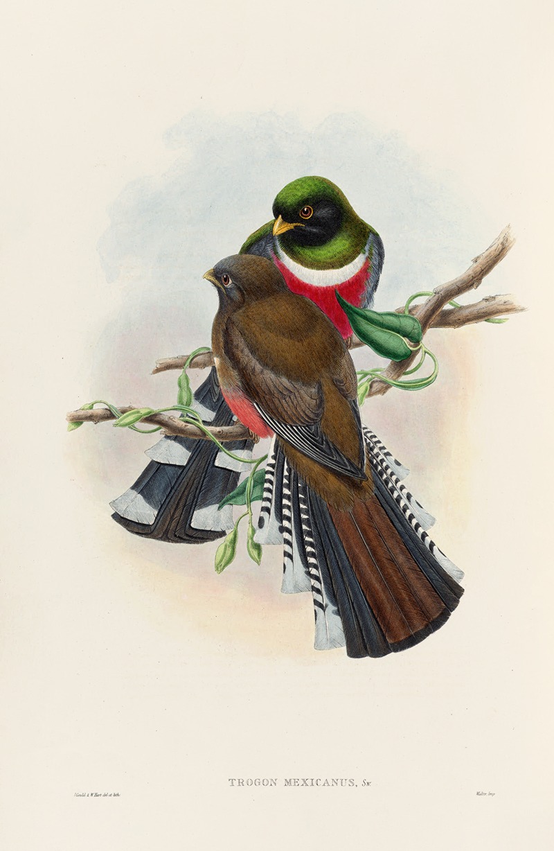 John Gould - A monograph of the Trogonidae or family of trogons Pl.28