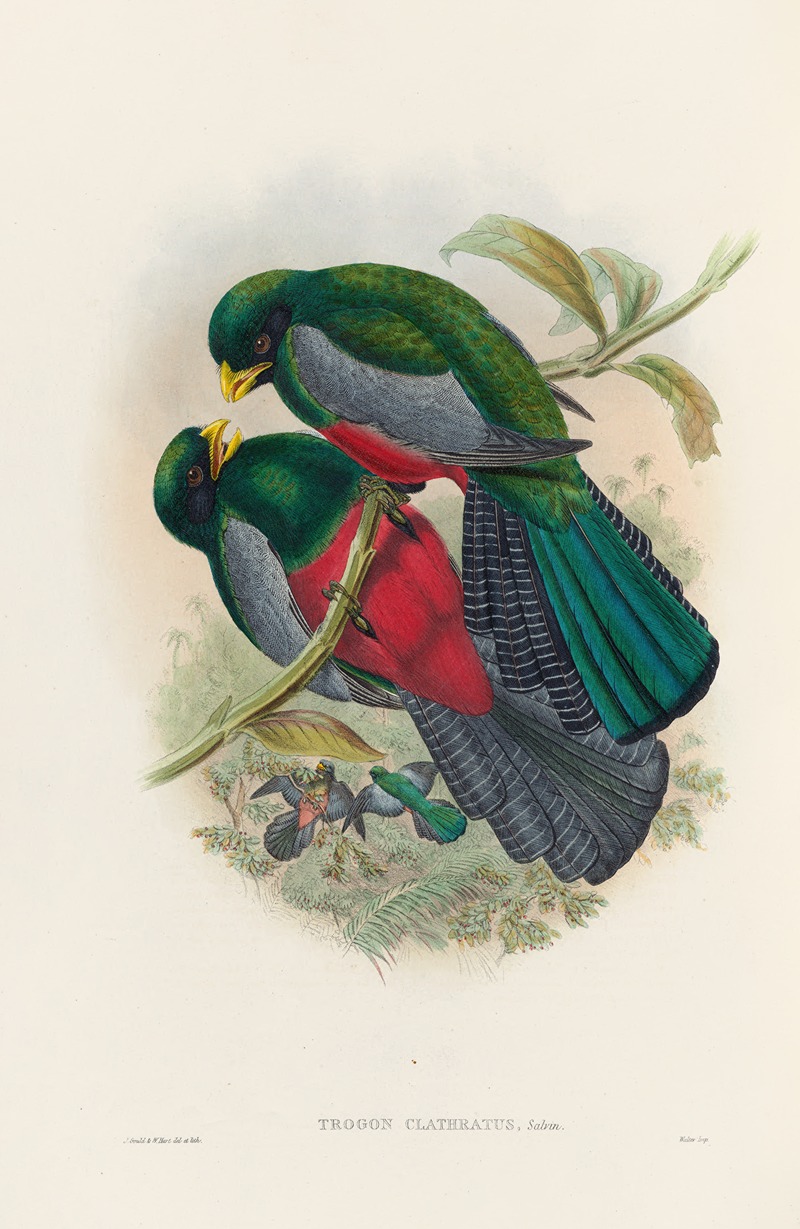 John Gould - A monograph of the Trogonidae or family of trogons Pl.29