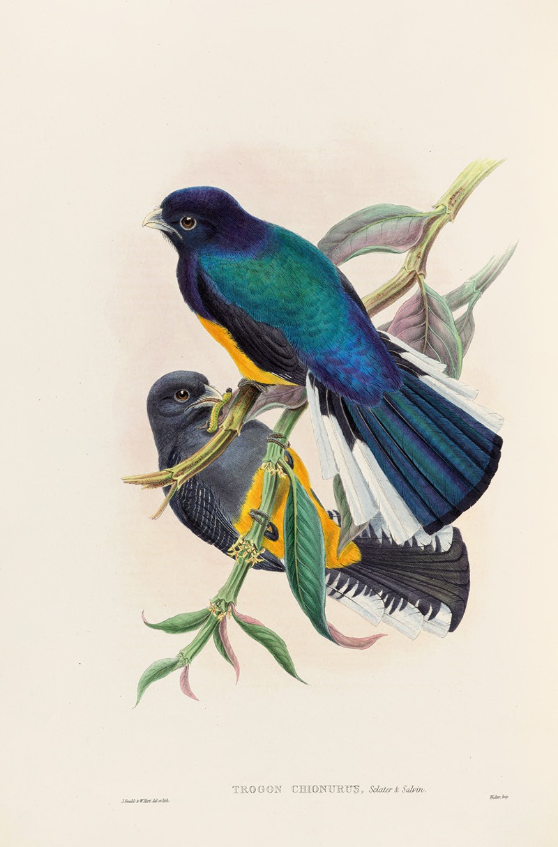 John Gould - A monograph of the Trogonidae or family of trogons Pl.30