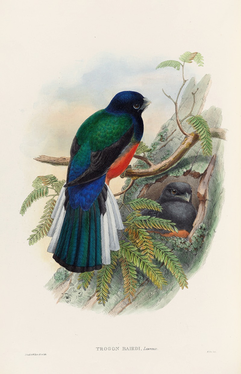 John Gould - A monograph of the Trogonidae or family of trogons Pl.31