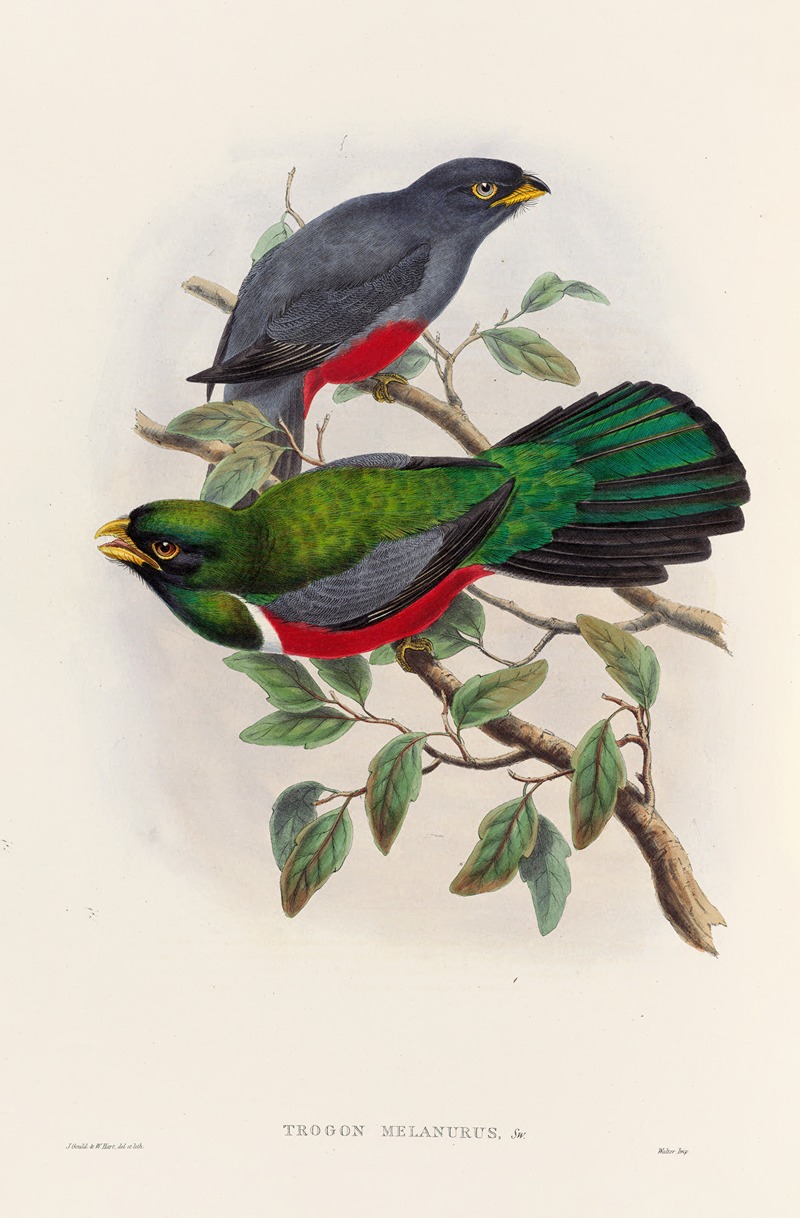 John Gould - A monograph of the Trogonidae or family of trogons Pl.33