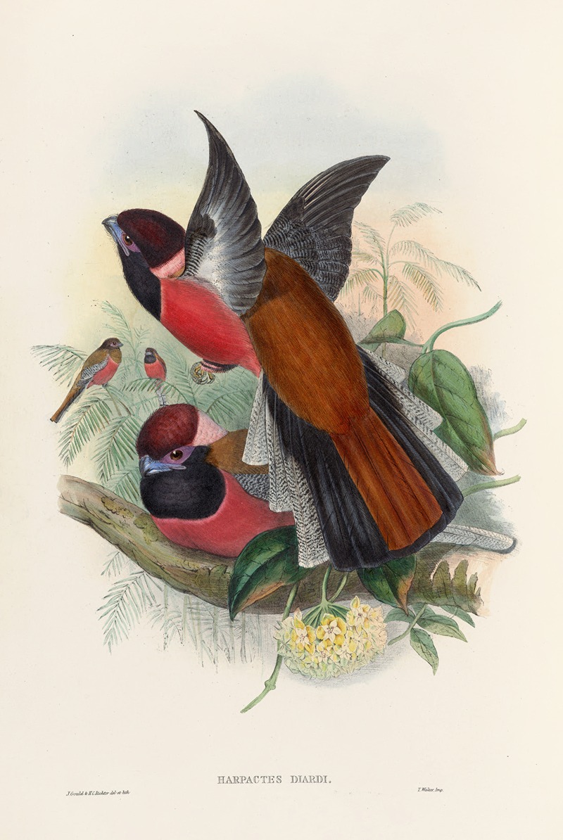 John Gould - A monograph of the Trogonidae or family of trogons Pl.34