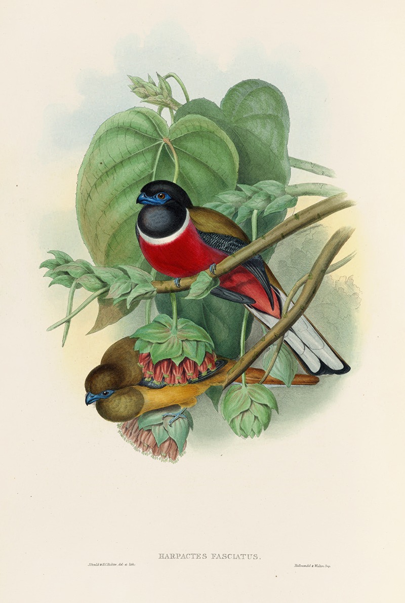 John Gould - A monograph of the Trogonidae or family of trogons Pl.35