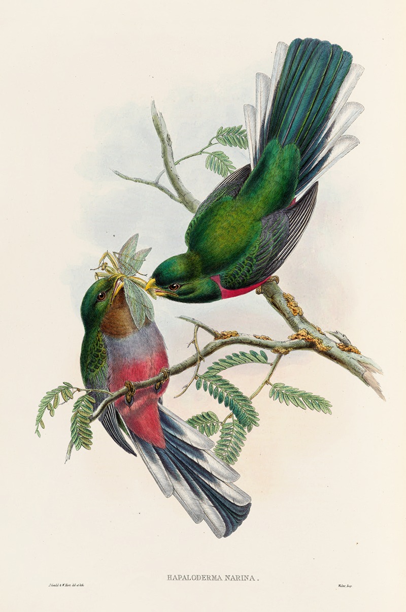 John Gould - A monograph of the Trogonidae or family of trogons Pl.36