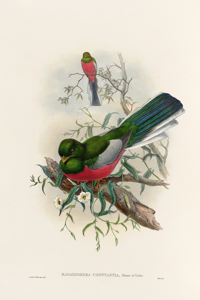 John Gould - A monograph of the Trogonidae or family of trogons Pl.37