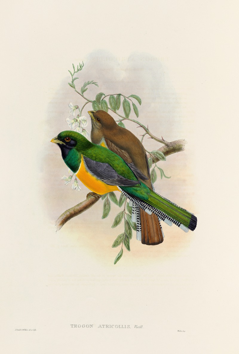 John Gould - A monograph of the Trogonidae or family of trogons Pl.40