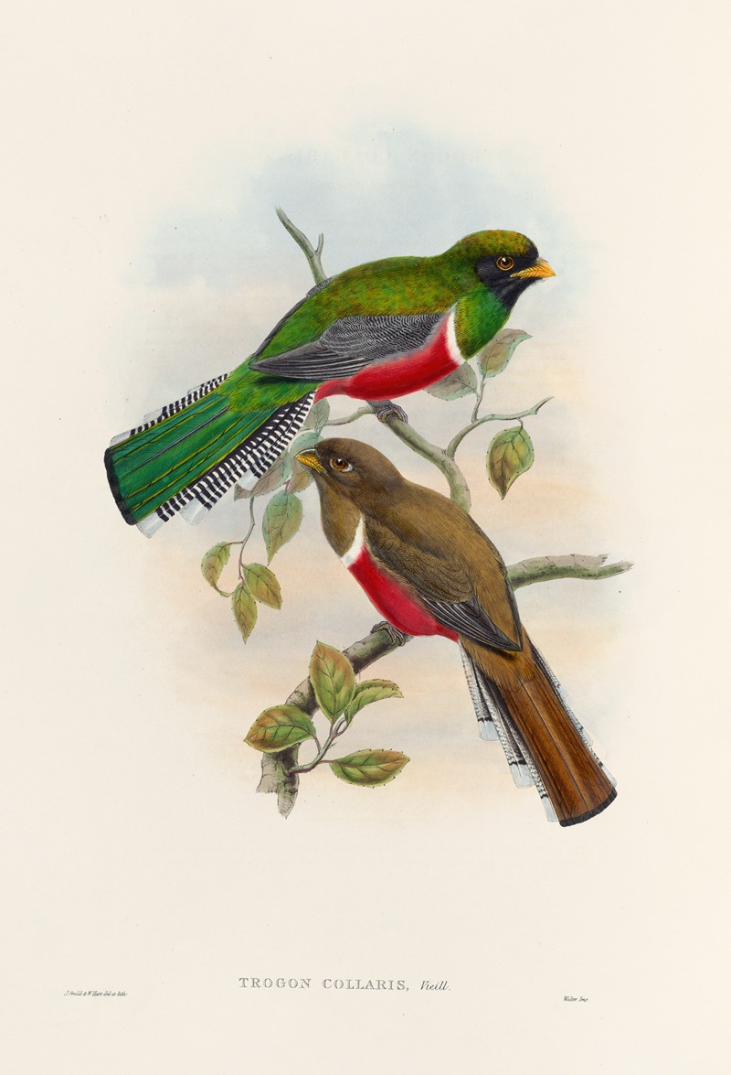 John Gould - A monograph of the Trogonidae or family of trogons Pl.41