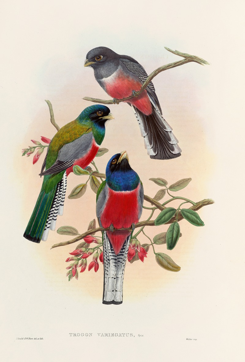 John Gould - A monograph of the Trogonidae or family of trogons Pl.42