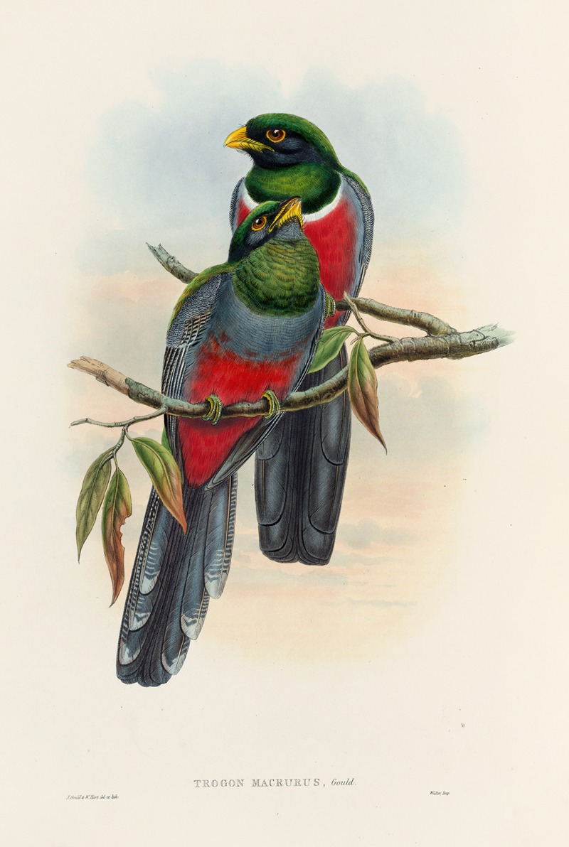 John Gould - A monograph of the Trogonidae or family of trogons Pl.44