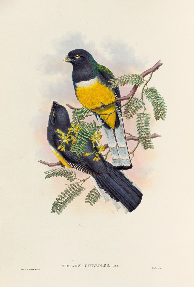 John Gould - A monograph of the Trogonidae or family of trogons Pl.45