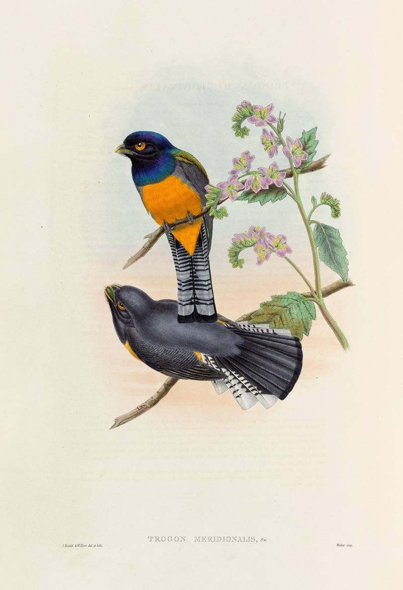 John Gould - A monograph of the Trogonidae or family of trogons Pl.46