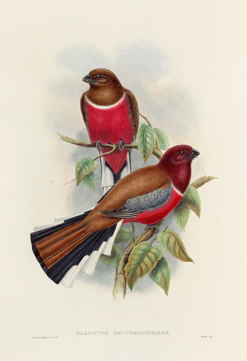 John Gould - A monograph of the Trogonidae or family of trogons Pl.47