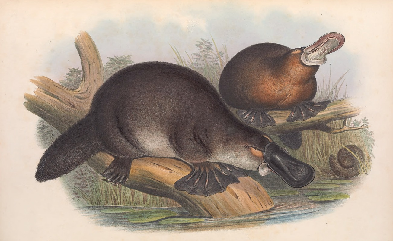 John Gould - The mammals of Australia Pl.001