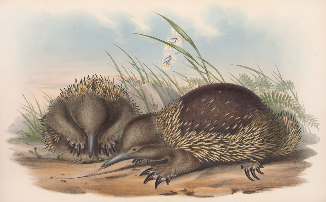 John Gould - The mammals of Australia Pl.003