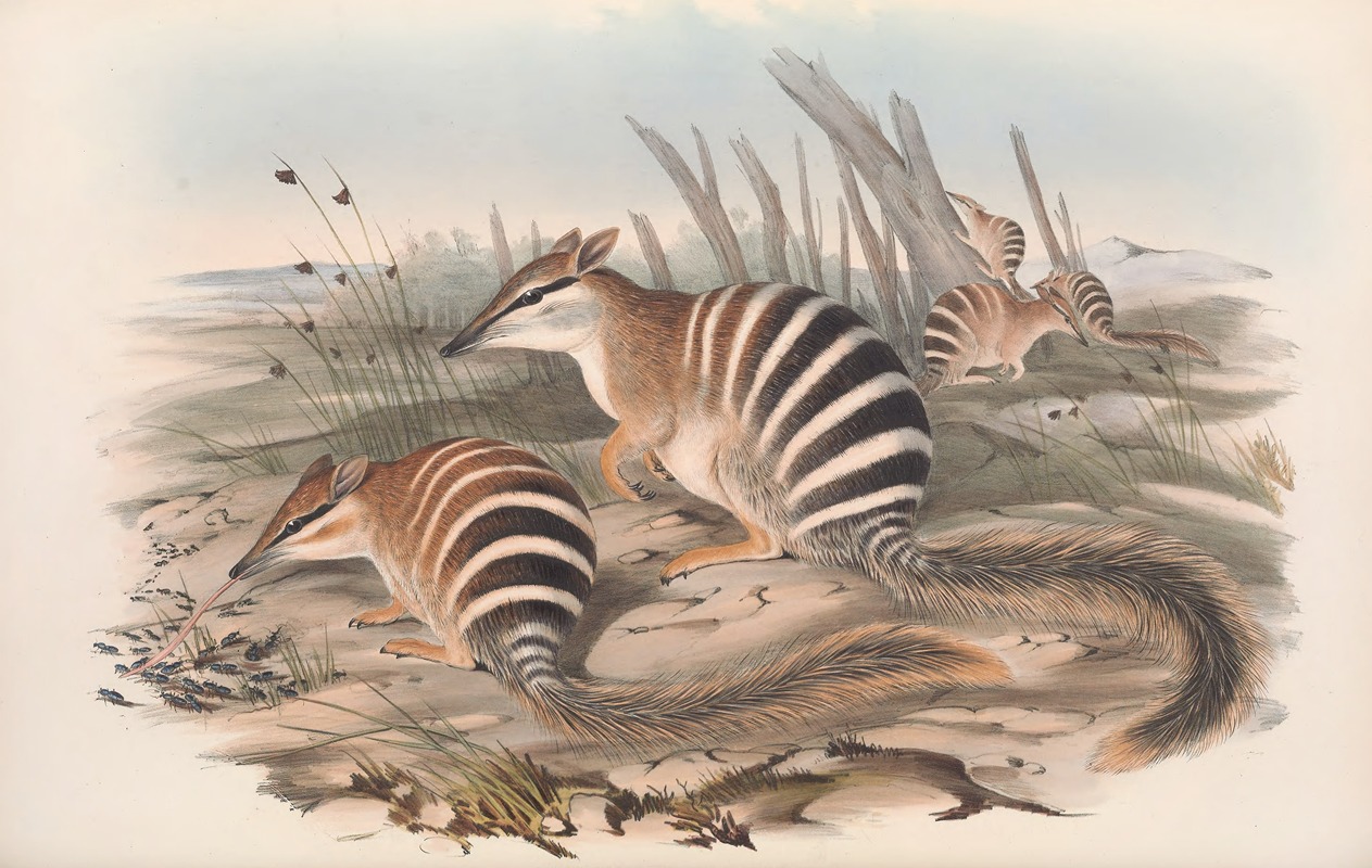 John Gould - The mammals of Australia Pl.004