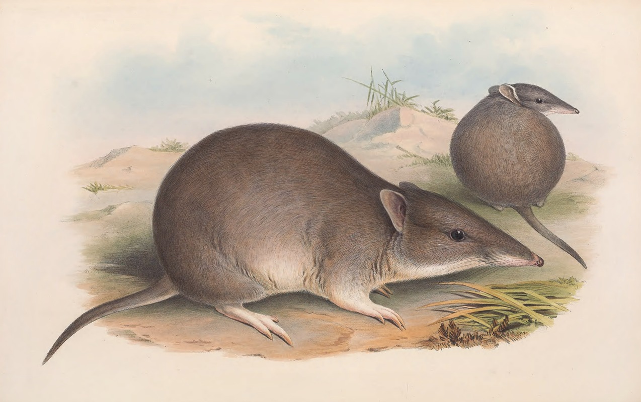 John Gould - The mammals of Australia Pl.011