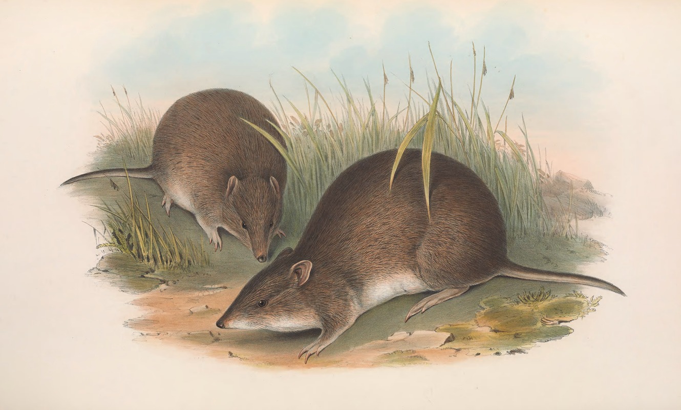 John Gould - The mammals of Australia Pl.012