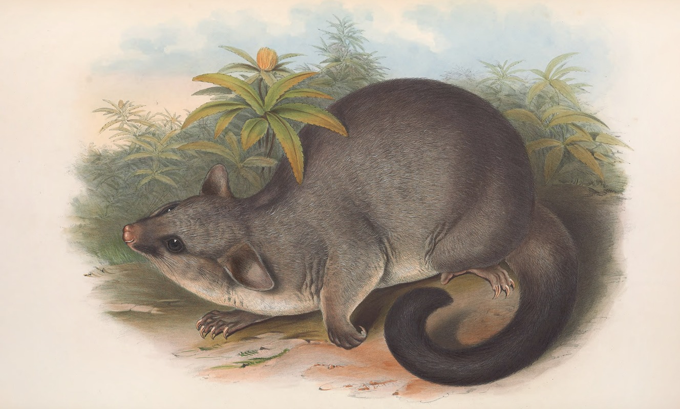 John Gould - The mammals of Australia Pl.016