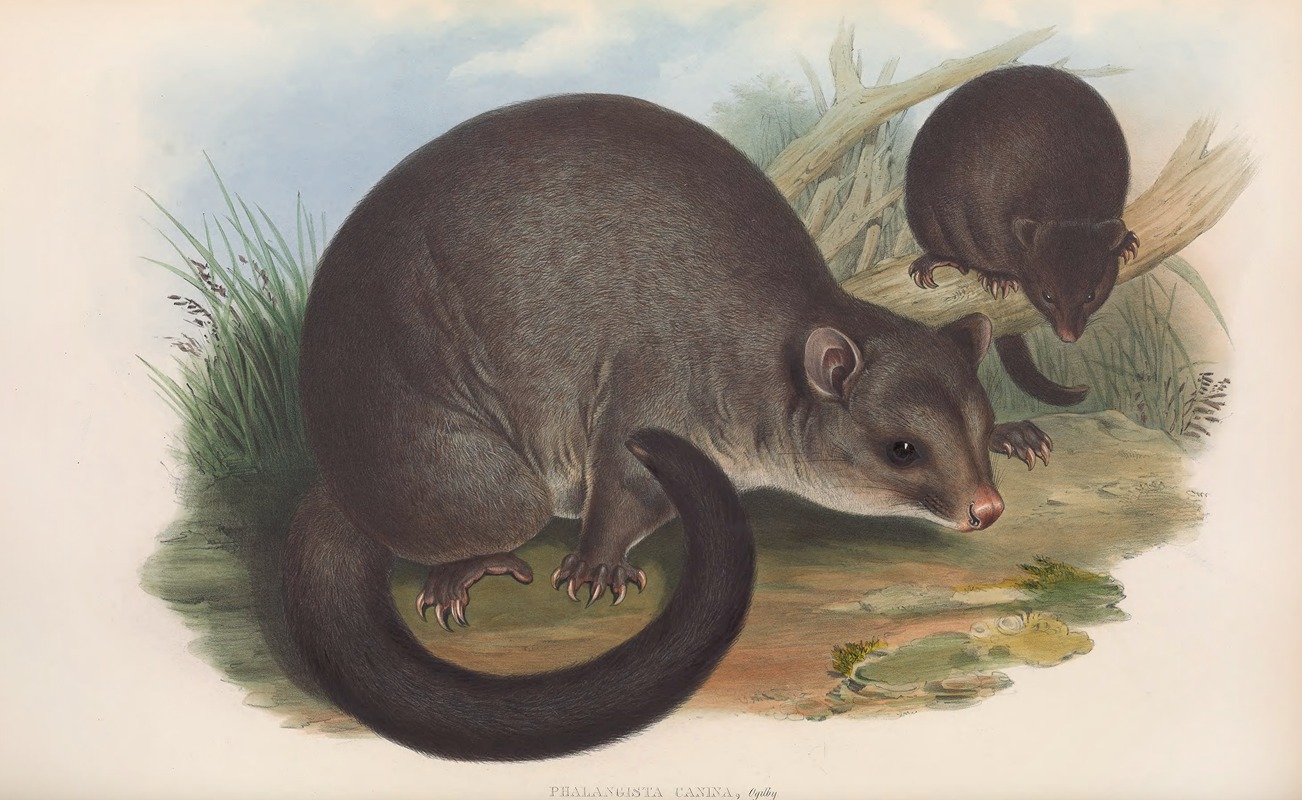 John Gould - The mammals of Australia Pl.017