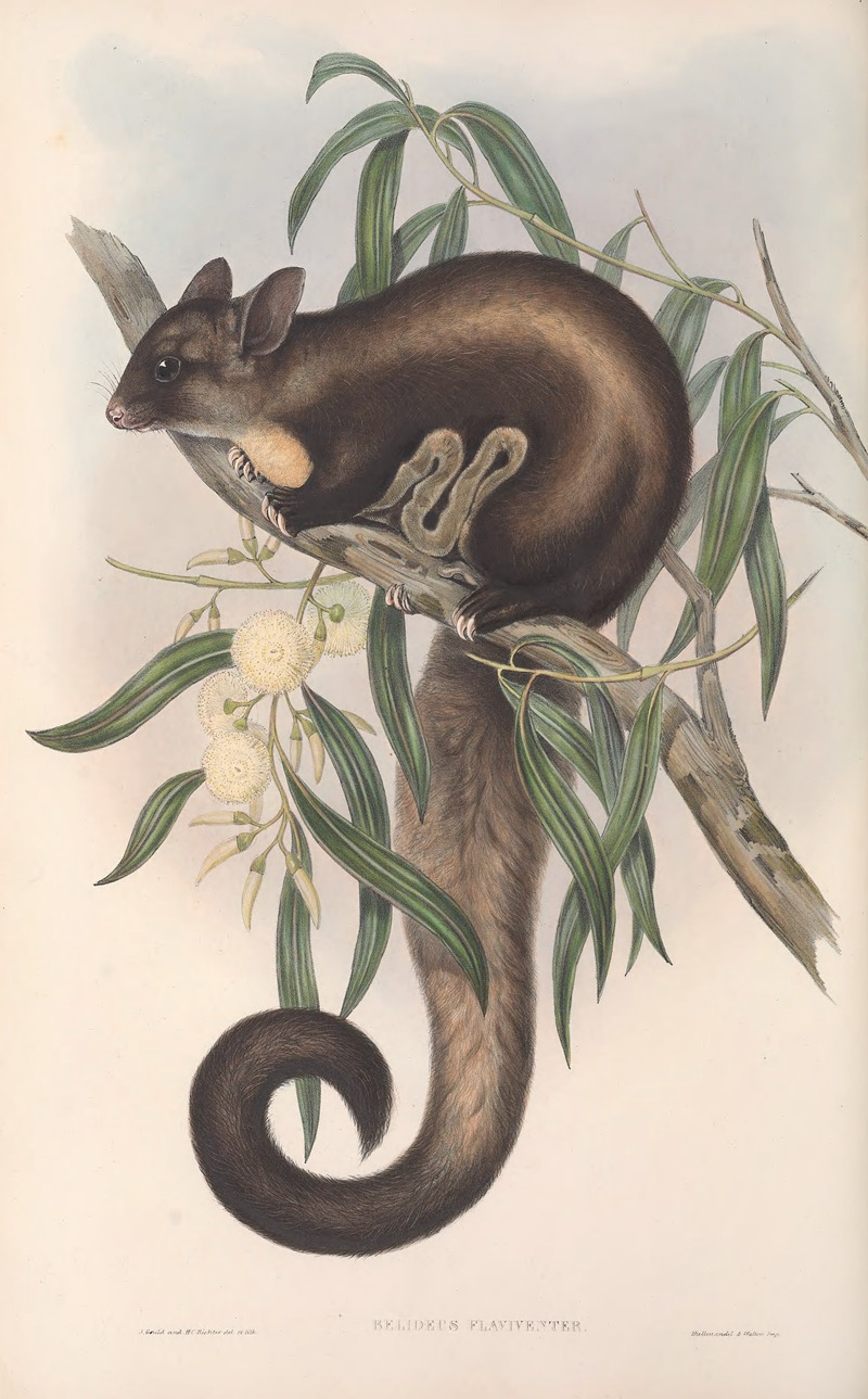 John Gould - The mammals of Australia Pl.021