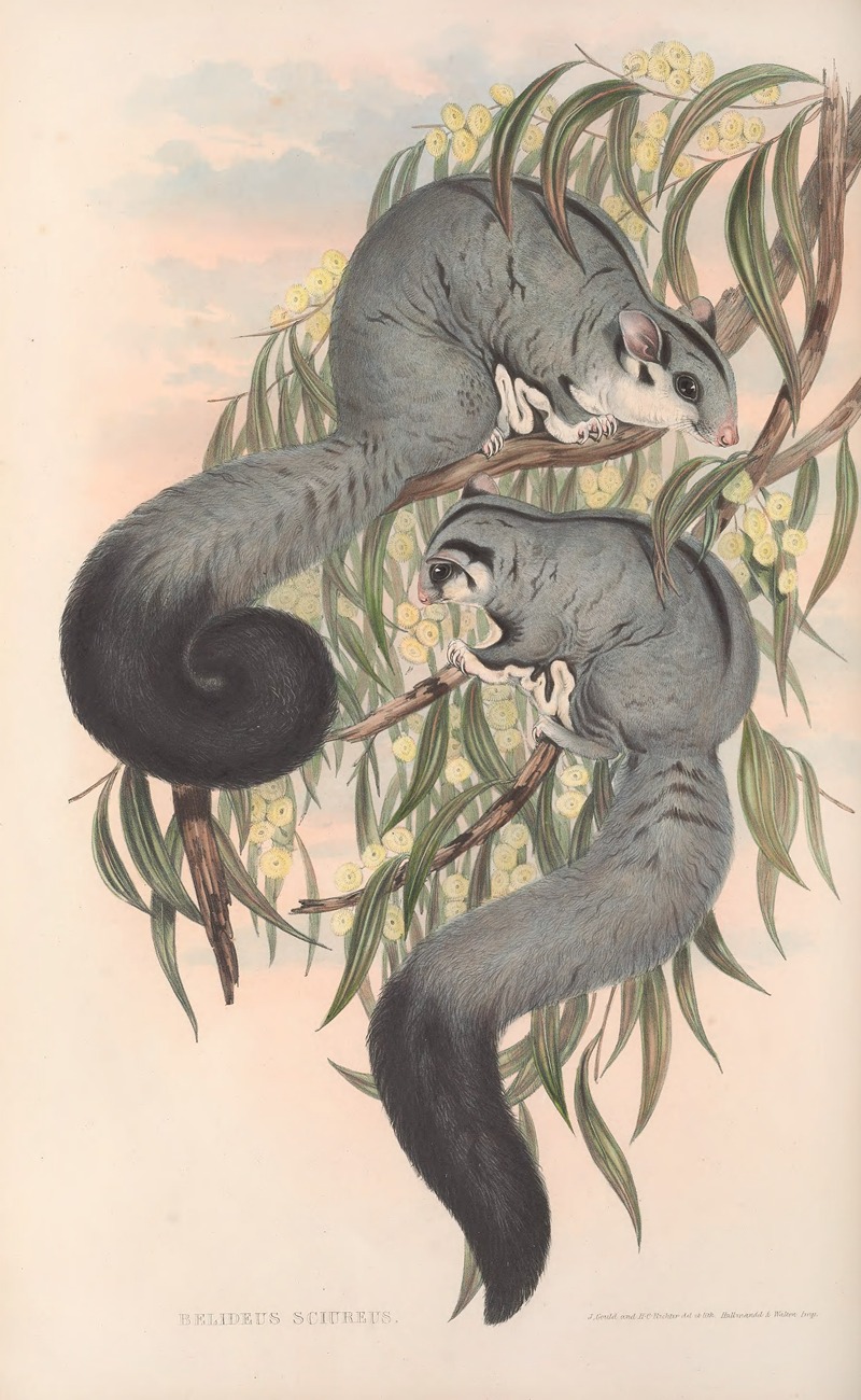 John Gould - The mammals of Australia Pl.022