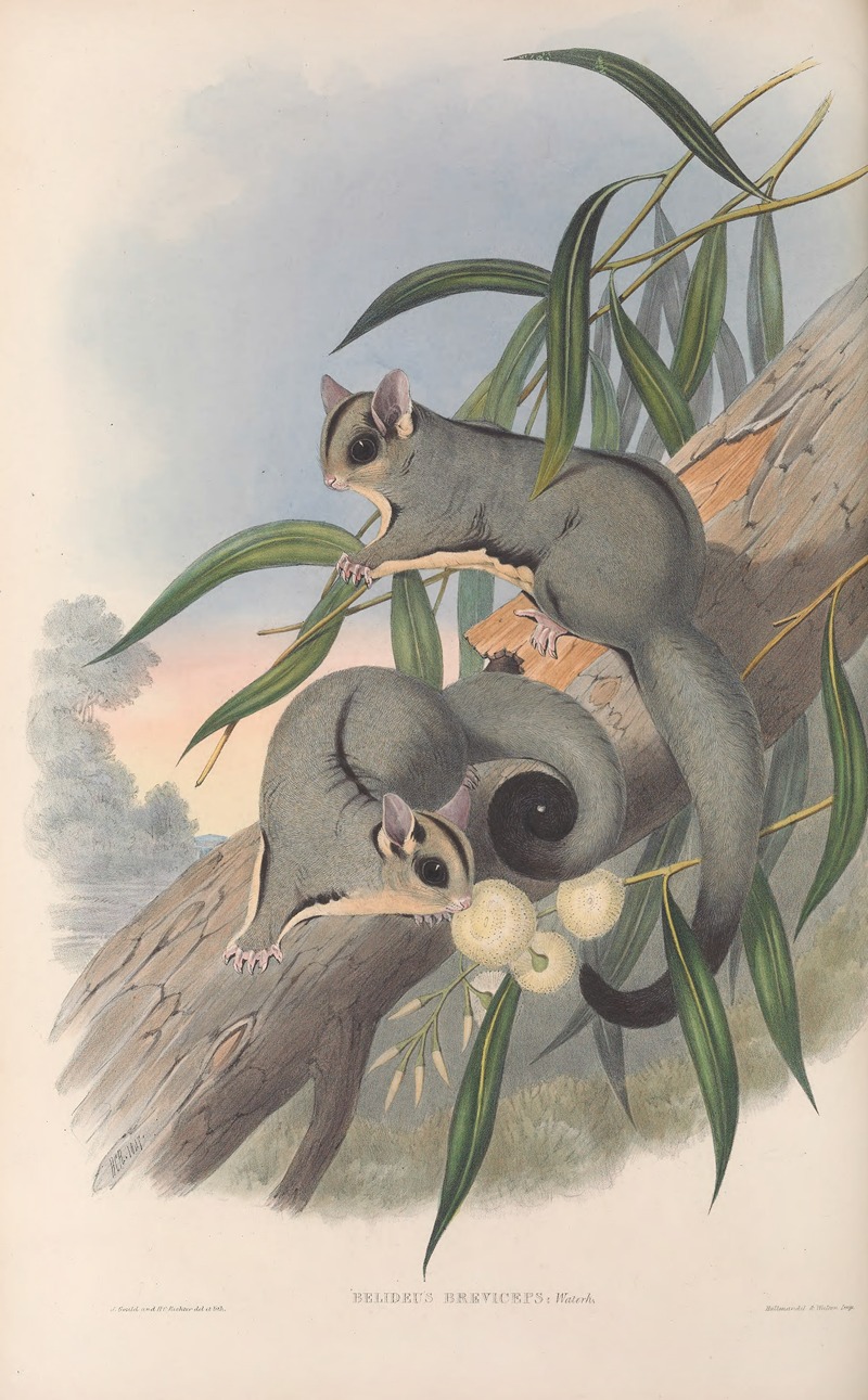 John Gould - The mammals of Australia Pl.023