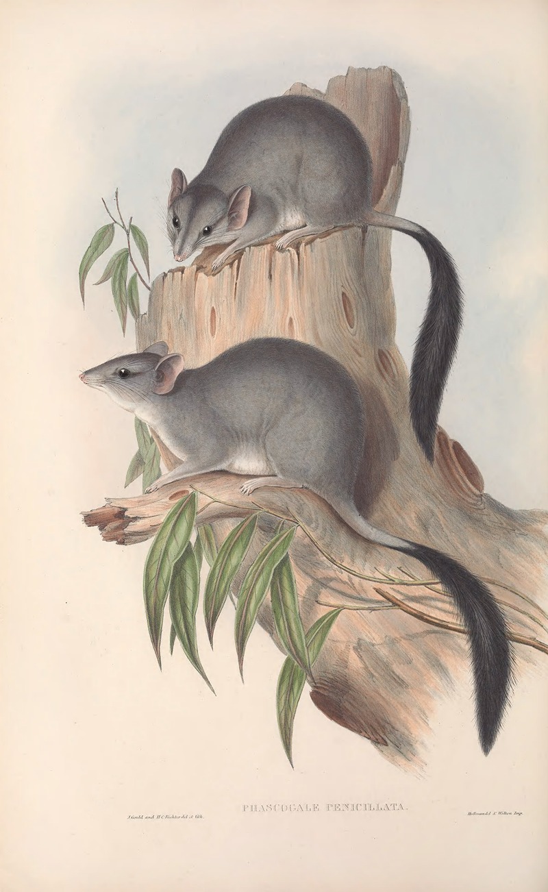 John Gould - The mammals of Australia Pl.026