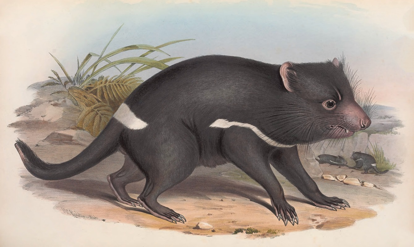 John Gould - The mammals of Australia Pl.027