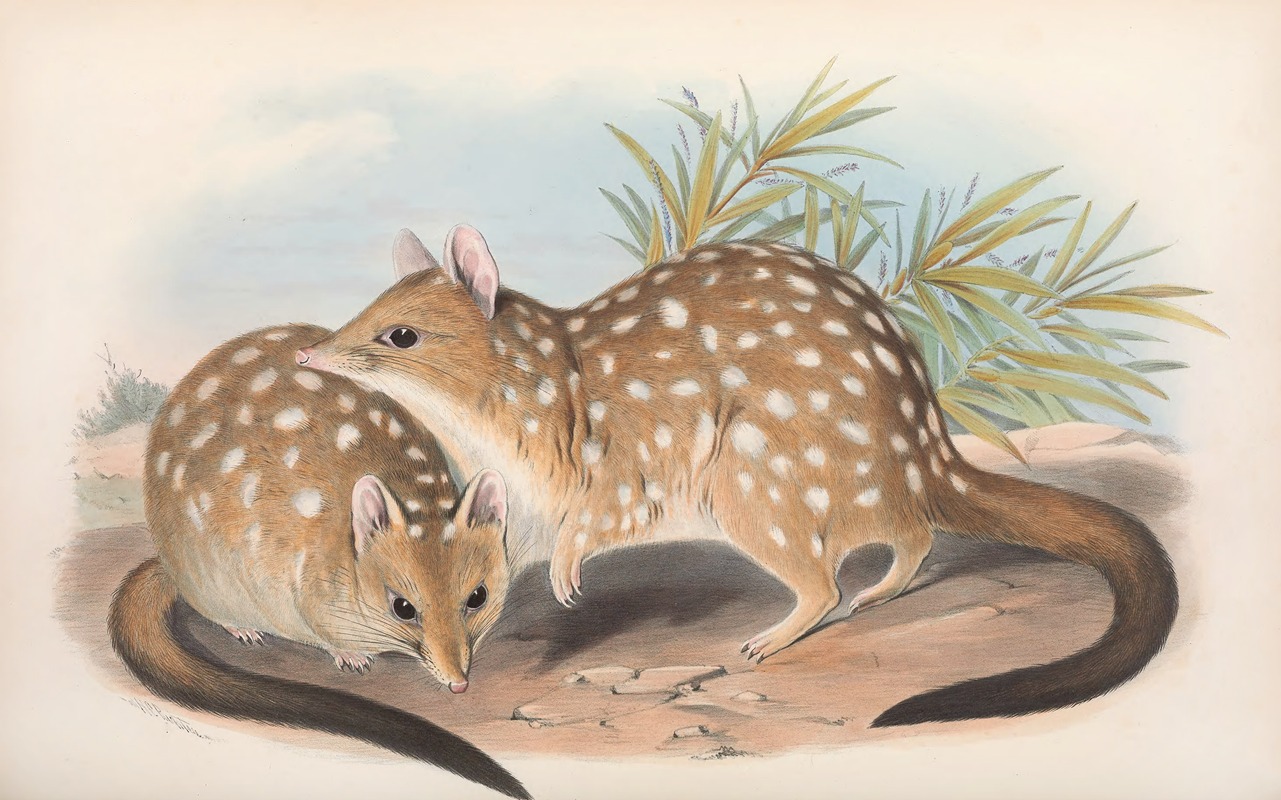 John Gould - The mammals of Australia Pl.030