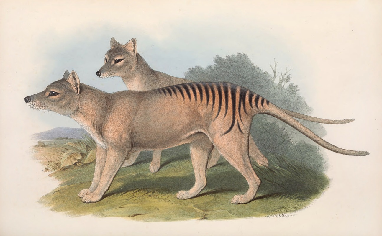 John Gould - The mammals of Australia Pl.032