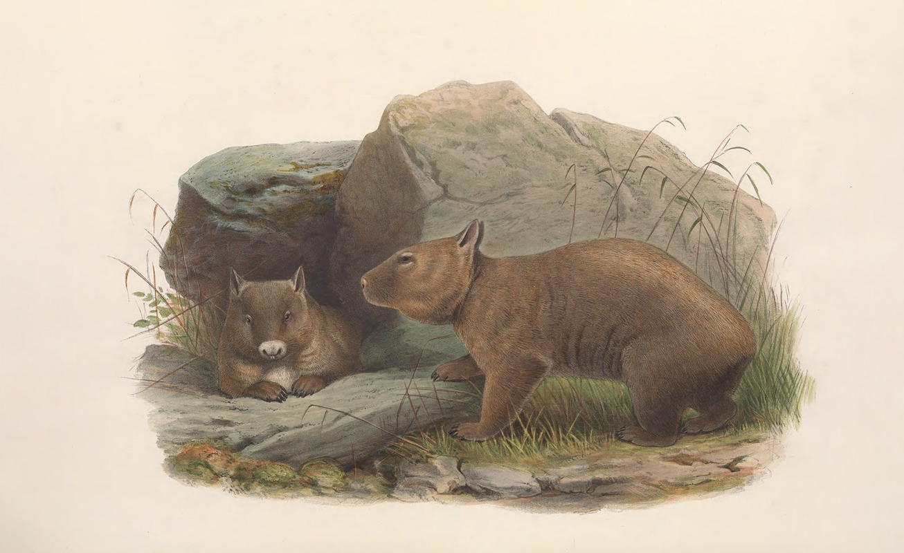 John Gould - The mammals of Australia Pl.036