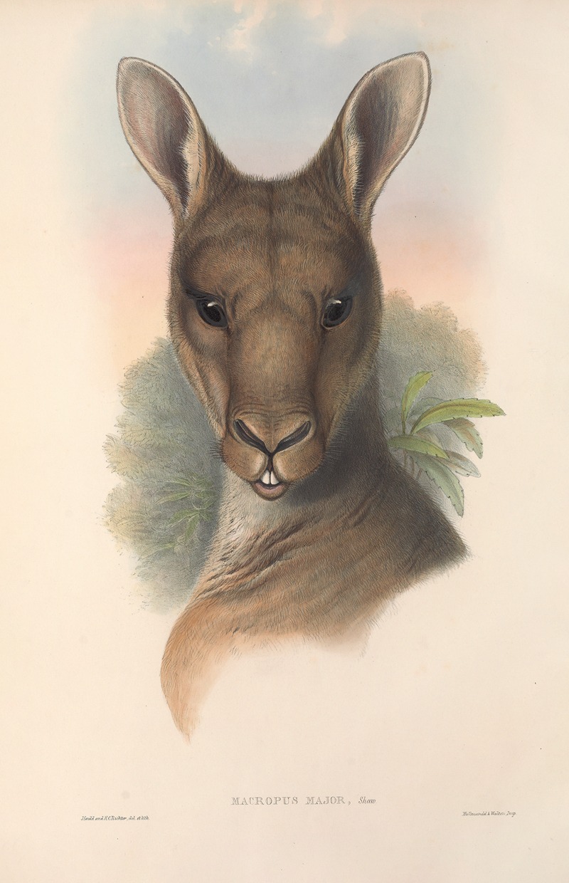 John Gould - The mammals of Australia Pl.037
