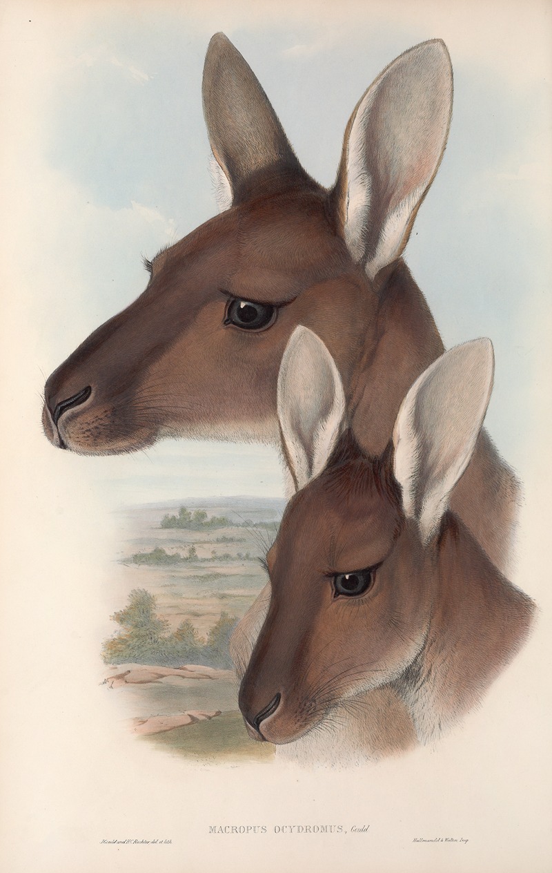 John Gould - The mammals of Australia Pl.039
