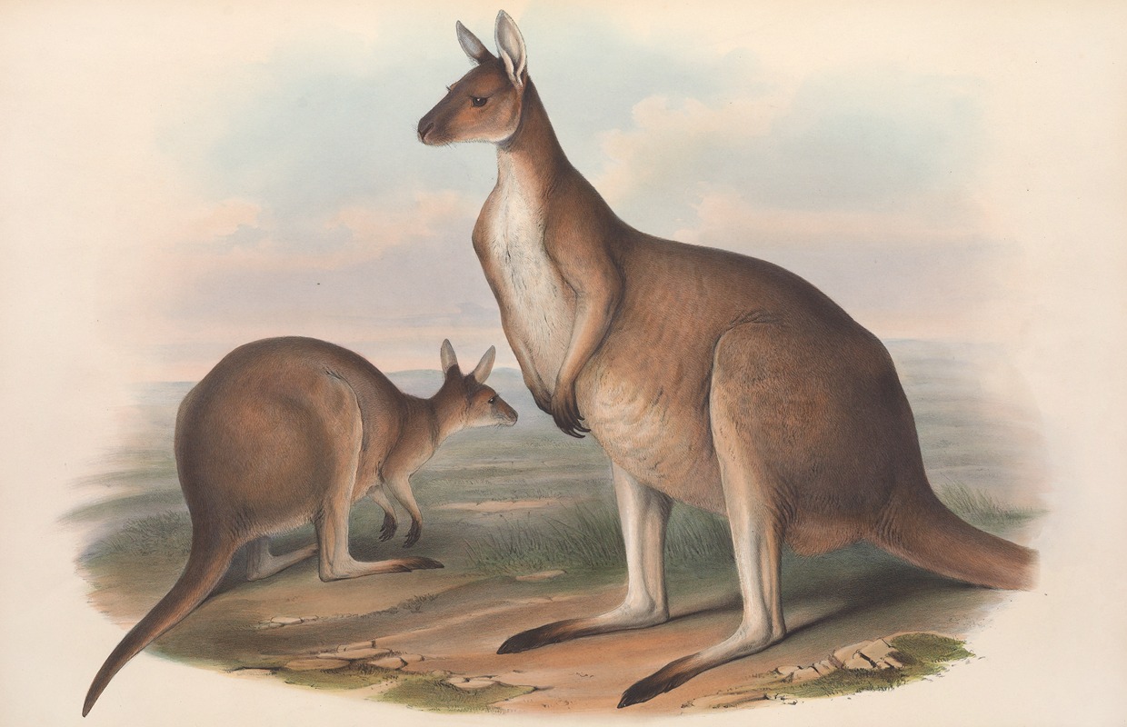 John Gould - The mammals of Australia Pl.040